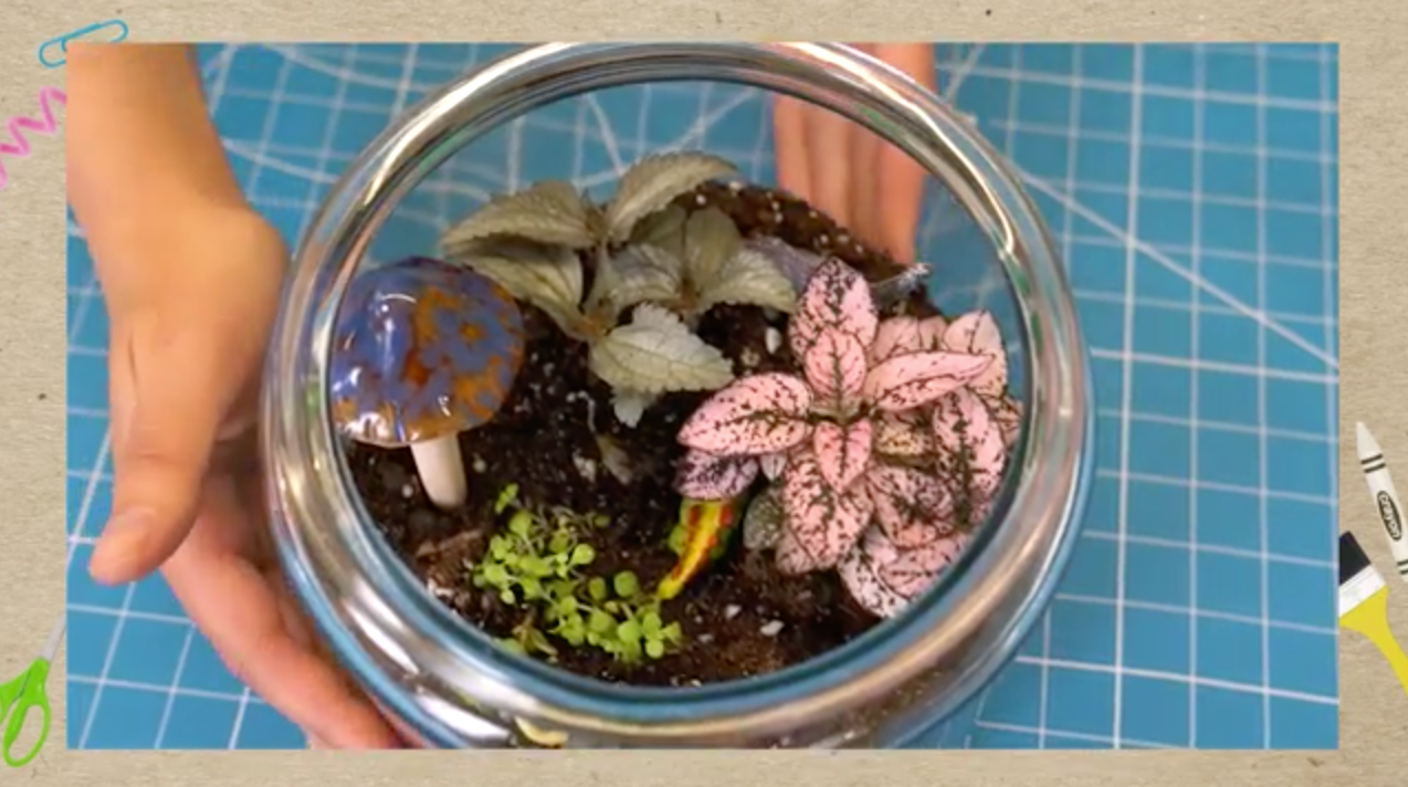 Terrarium.png