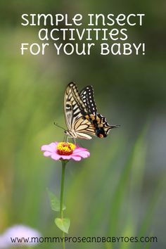 This may contain: a butterfly sitting on top of a pink flower