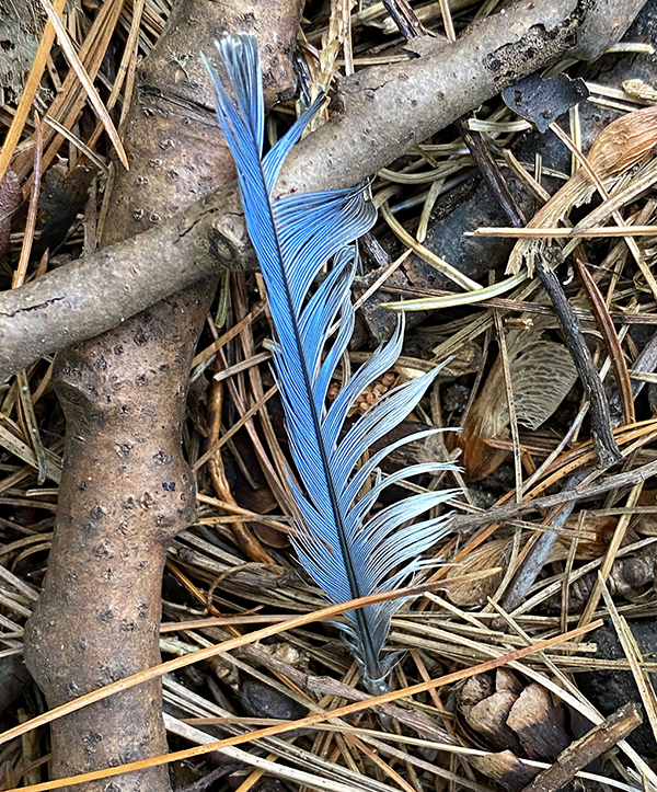 Blue Feather