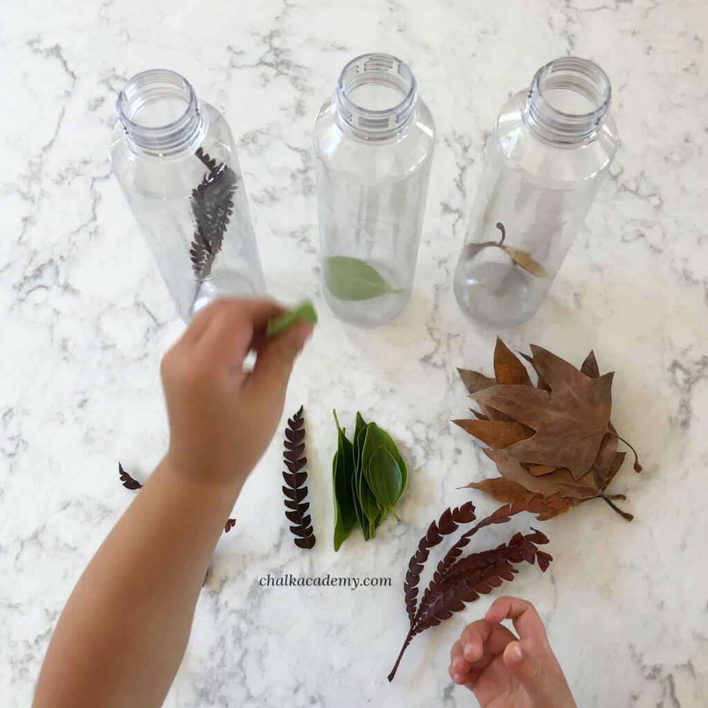 Leaf Sorting Sensory Bottles - Nature Discovery Activity for Kids!