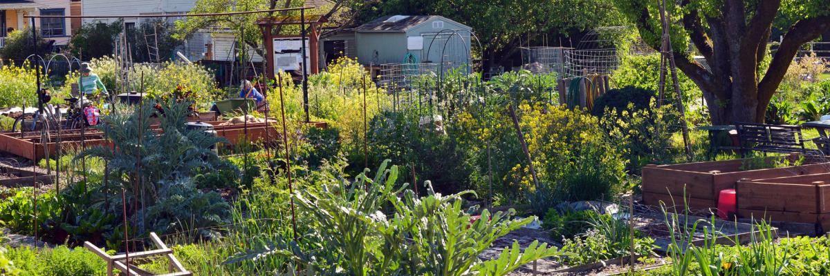 Urban garden image by Jacob Mills