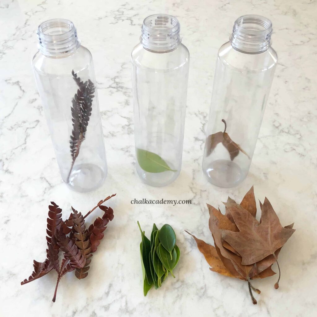 Leaf Sorting Sensory Bottles - Nature Discovery Activity for Kids!