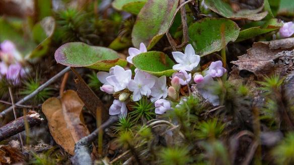 Mayflowers growing on the perimeter of a forest. These plants are low-lying shrubs with trumpet-like flowers.