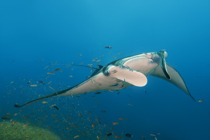 Giant oceanic manta ray swimming